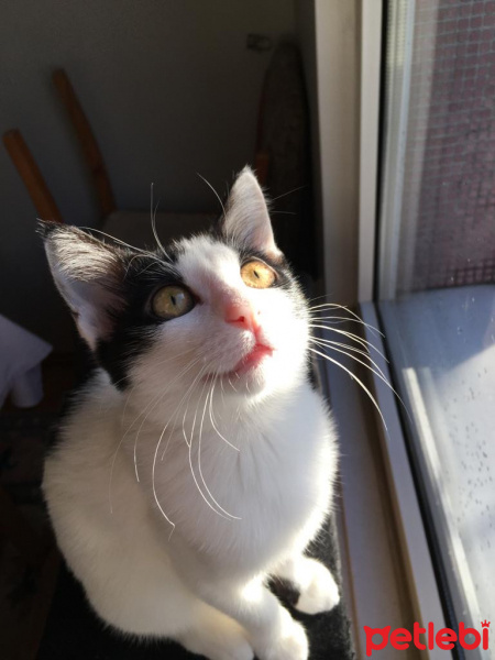 Tuxedo (Smokin) Kedi, Kedi Biber fotoğrafı