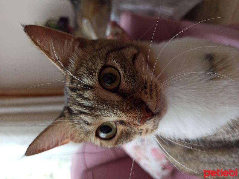 Tekir Kedi, Kedi Badem fotoğrafı