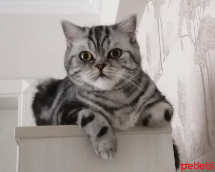 American Shorthair, Kedi Lodi fotoğrafı