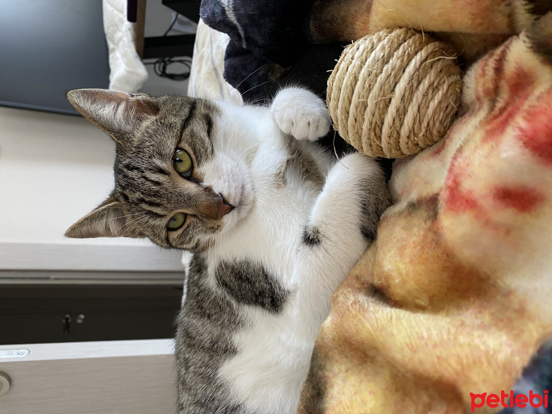 Tekir Kedi, Kedi Romeo fotoğrafı