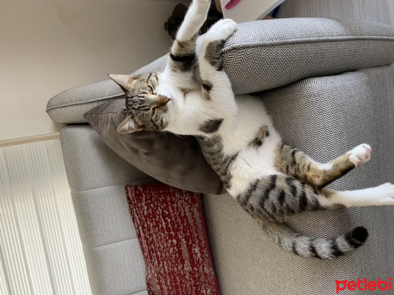 Tekir Kedi, Kedi Romeo fotoğrafı