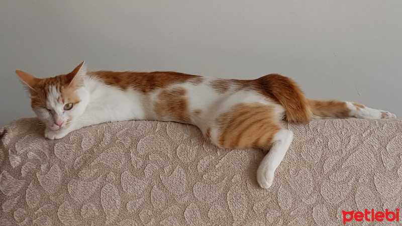 Tekir Kedi, Kedi Bisküvi fotoğrafı