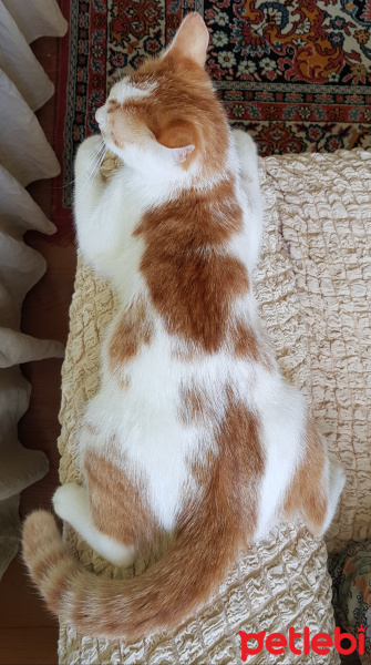 Tekir Kedi, Kedi Bisküvi fotoğrafı