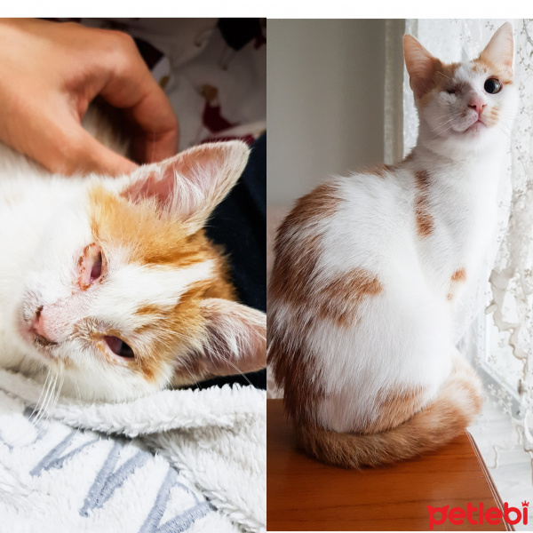 Tekir Kedi, Kedi Bisküvi fotoğrafı