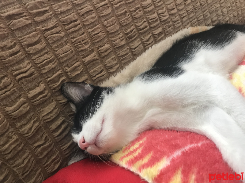 Tekir Kedi, Kedi köfte fotoğrafı