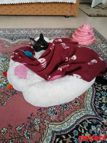 Tuxedo (Smokin) Kedi, Kedi Simba fotoğrafı