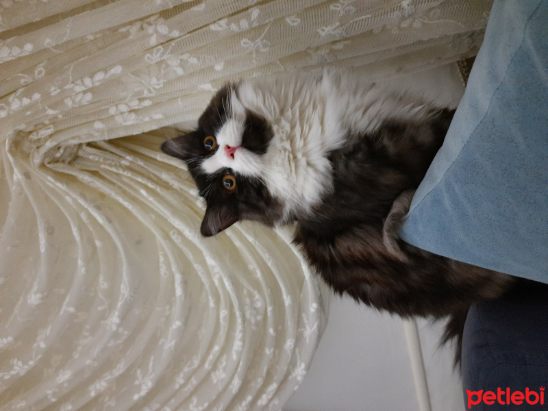 Chinchilla, Kedi Alex fotoğrafı