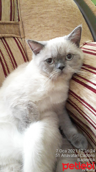 British Shorthair, Kedi lord fotoğrafı