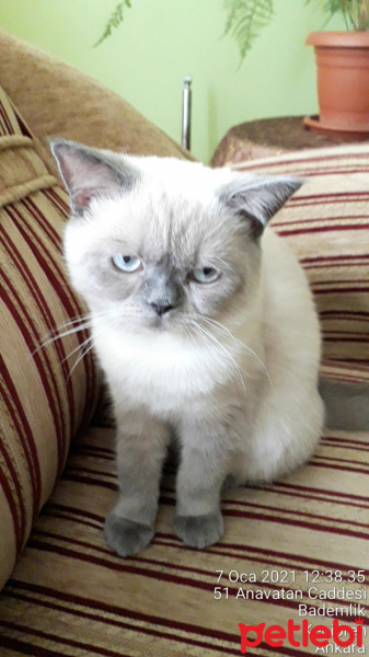 British Shorthair, Kedi lord fotoğrafı