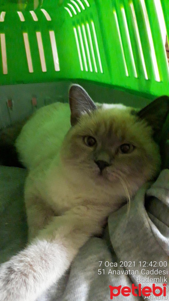 British Shorthair, Kedi lord fotoğrafı