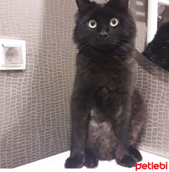 Bombay, Kedi Sibop fotoğrafı