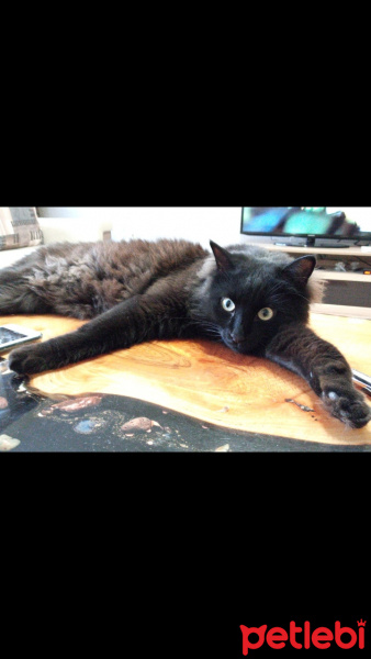 Bombay, Kedi Sibop fotoğrafı