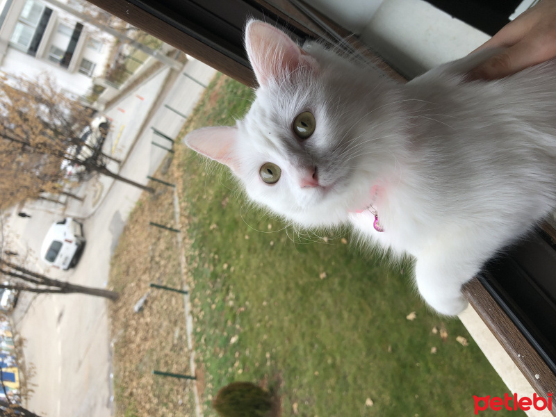 Ankara Kedisi, Kedi Lily fotoğrafı