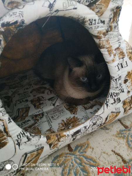 Siyam Kedisi, Kedi Votka fotoğrafı