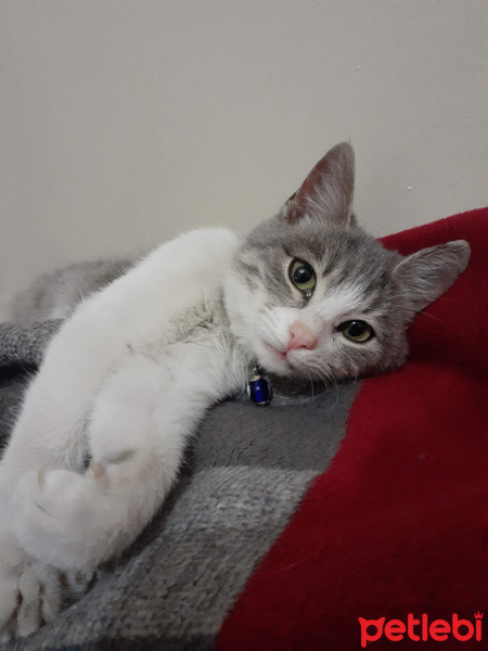 Tekir Kedi, Kedi Fatoş fotoğrafı