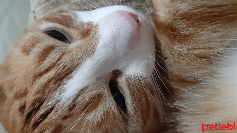 Sarman, Kedi Güneş fotoğrafı