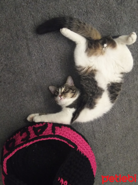 Tekir Kedi, Kedi Jacop fotoğrafı