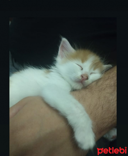 Tekir Kedi, Kedi Marsi fotoğrafı