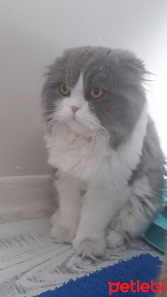 Scottish Fold, Kedi NAZLI fotoğrafı