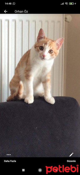 Tekir Kedi, Kedi Rinda fotoğrafı