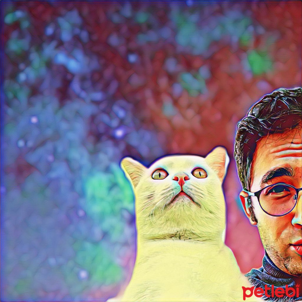 Van Kedisi, Kedi Pasha fotoğrafı