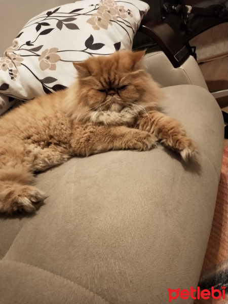 İran Kedisi (Persian), Kedi Peri fotoğrafı