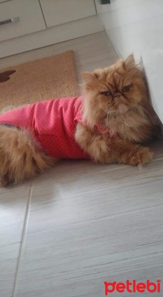 İran Kedisi (Persian), Kedi Peri fotoğrafı