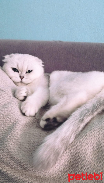 Scottish Fold, Kedi Zarife fotoğrafı