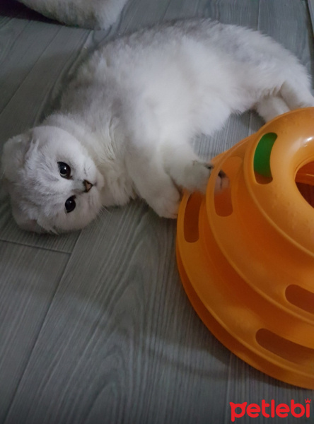 Scottish Fold, Kedi Zarife fotoğrafı