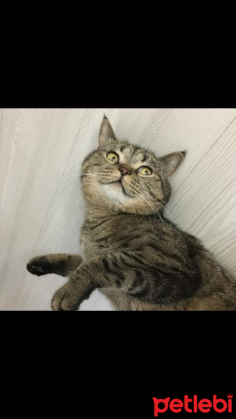 British Shorthair, Kedi pijemet fotoğrafı