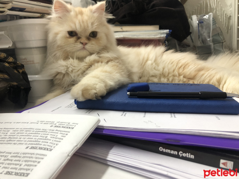 British Shorthair, Kedi Badem fotoğrafı