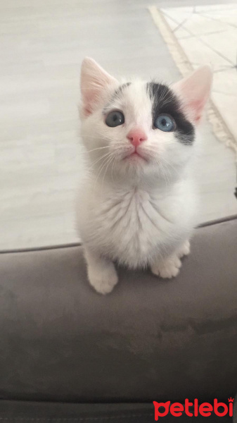 Tekir Kedi, Kedi ARES fotoğrafı