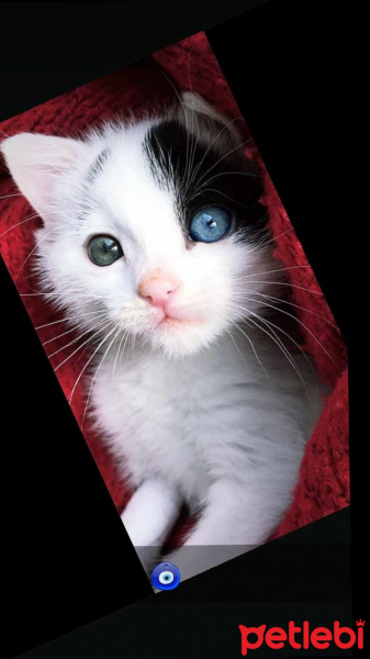 Tekir Kedi, Kedi ARES fotoğrafı