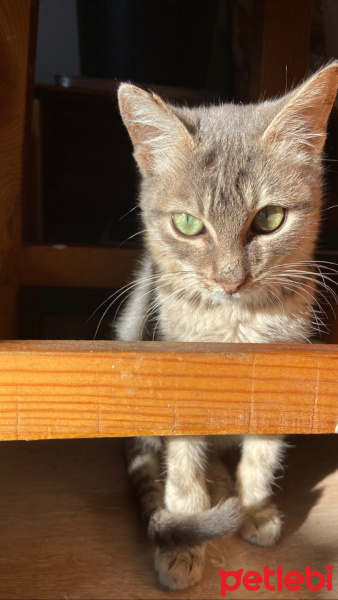 Tekir Kedi, Kedi mami fotoğrafı