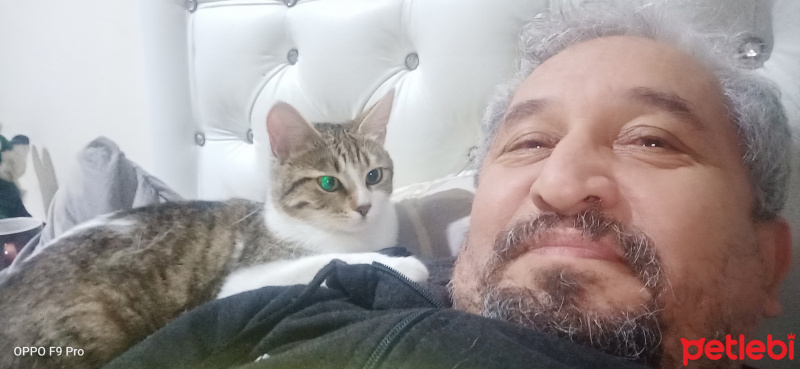 Tekir Kedi, Kedi Ekin fotoğrafı
