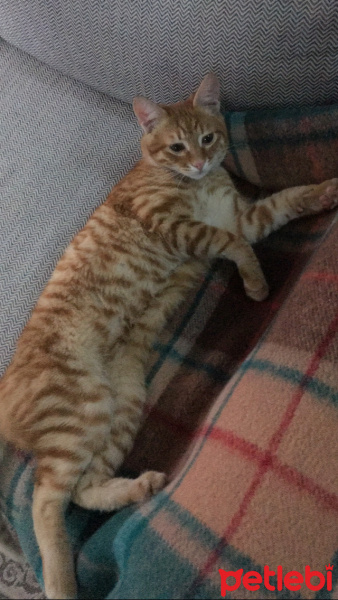 Sarman, Kedi Kai fotoğrafı