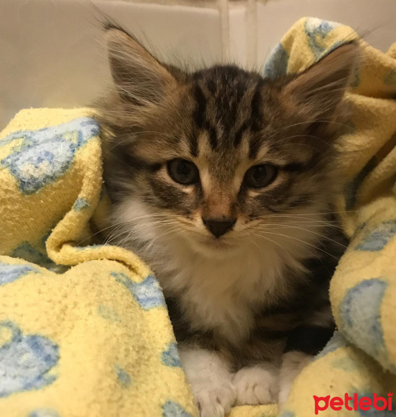 Tekir Kedi, Kedi Oscar fotoğrafı