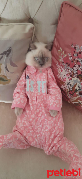 British Shorthair, Kedi fındık fotoğrafı