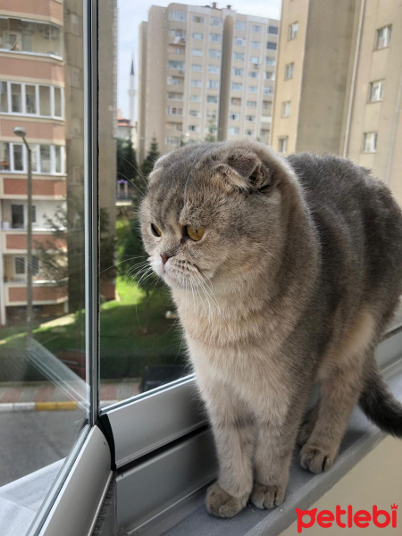 Scottish Fold, Kedi Daisy fotoğrafı