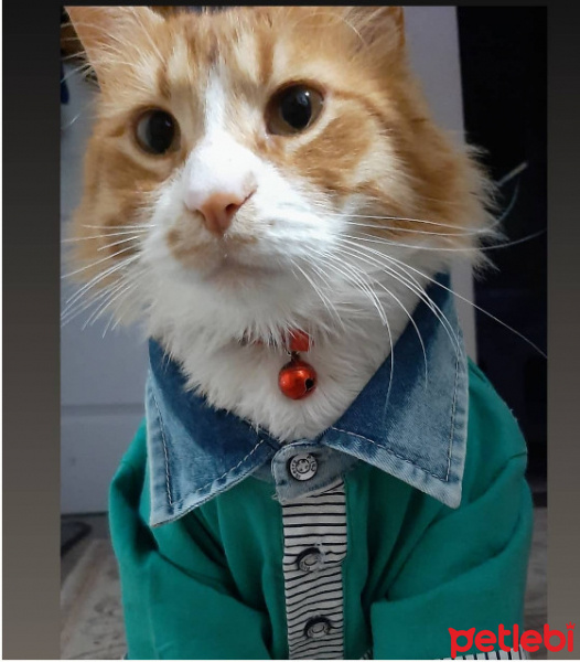 Sarman, Kedi ceviz bey fotoğrafı