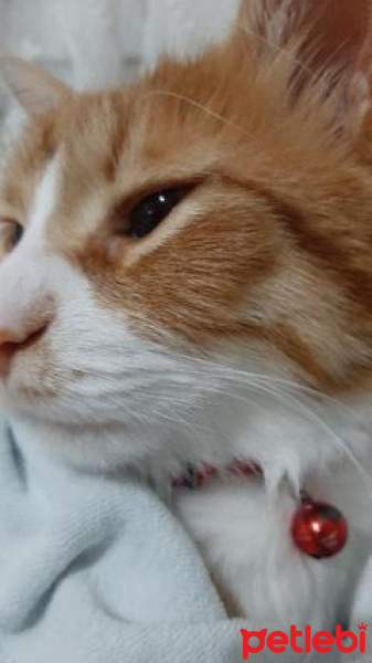 Sarman, Kedi ceviz bey fotoğrafı