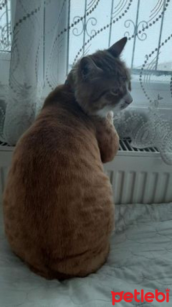 Sarman, Kedi ceviz bey fotoğrafı