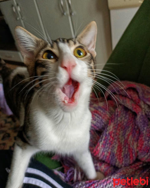 Tekir Kedi, Kedi cafer fotoğrafı