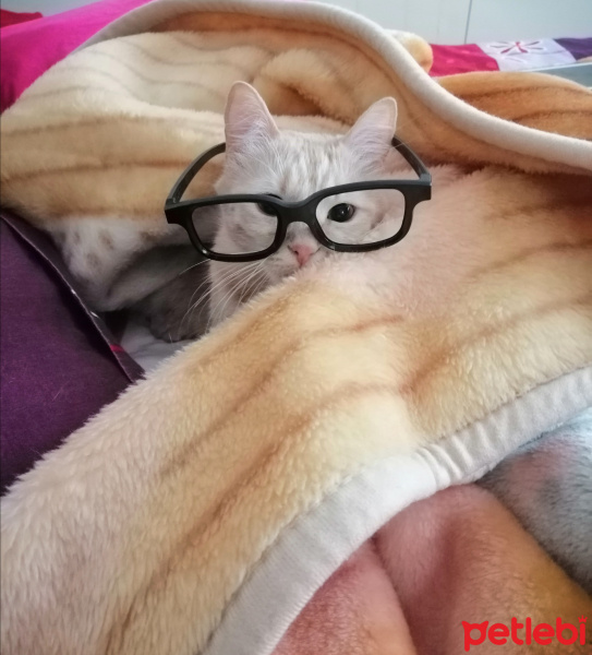 Sarman, Kedi Kraker fotoğrafı