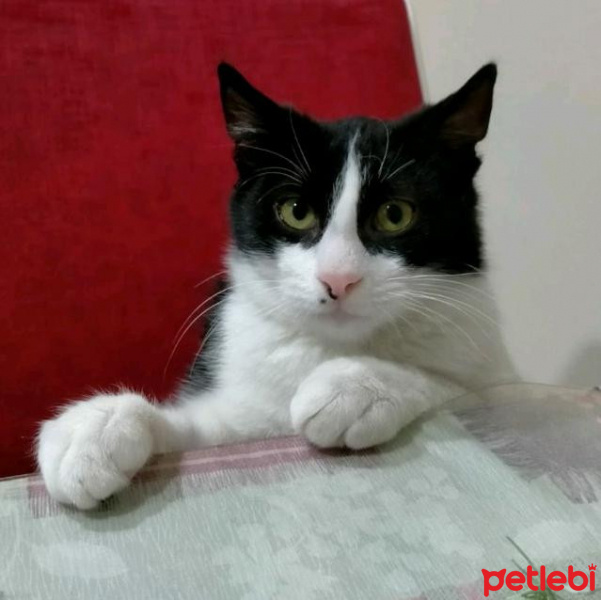 Tuxedo (Smokin) Kedi, Kedi Tuncay fotoğrafı