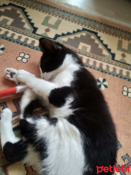 Tuxedo (Smokin) Kedi, Kedi Tuncay fotoğrafı