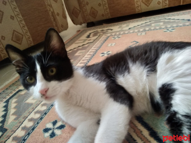 Tuxedo (Smokin) Kedi, Kedi Tuncay fotoğrafı