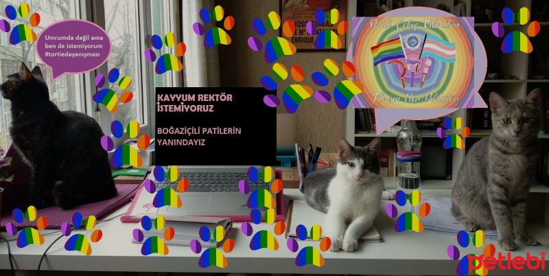 Tekir Kedi, Kedi marceline fotoğrafı