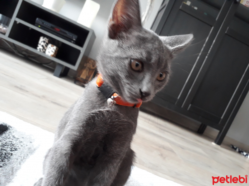 Mavi Rus, Kedi Dumi fotoğrafı