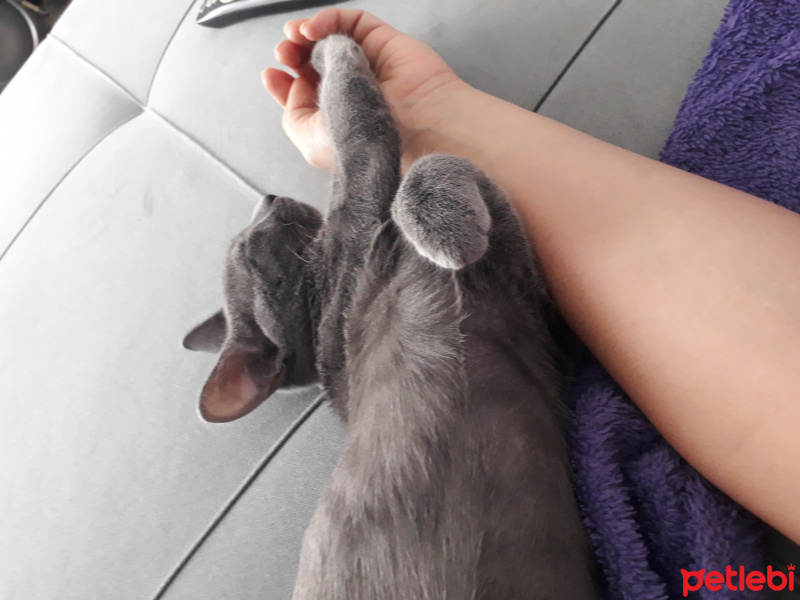 Mavi Rus, Kedi Dumi fotoğrafı